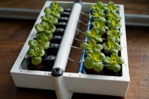 Hydroponics DIY: How and Why to Grow Indoors